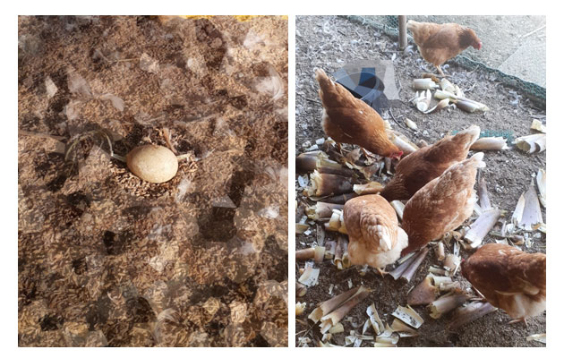 放し飼い鶏　平飼い卵