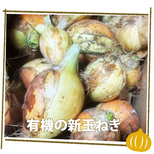 無農薬・有機の新玉ねぎ