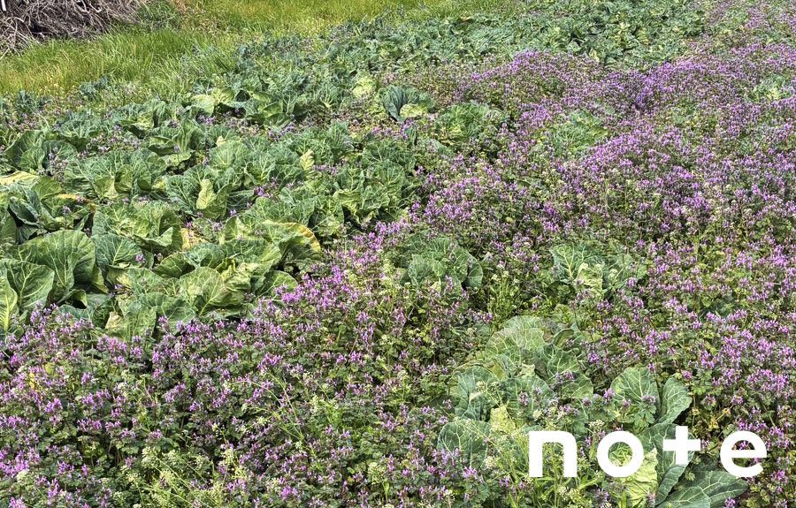 有機農家 べじたろう農場News！